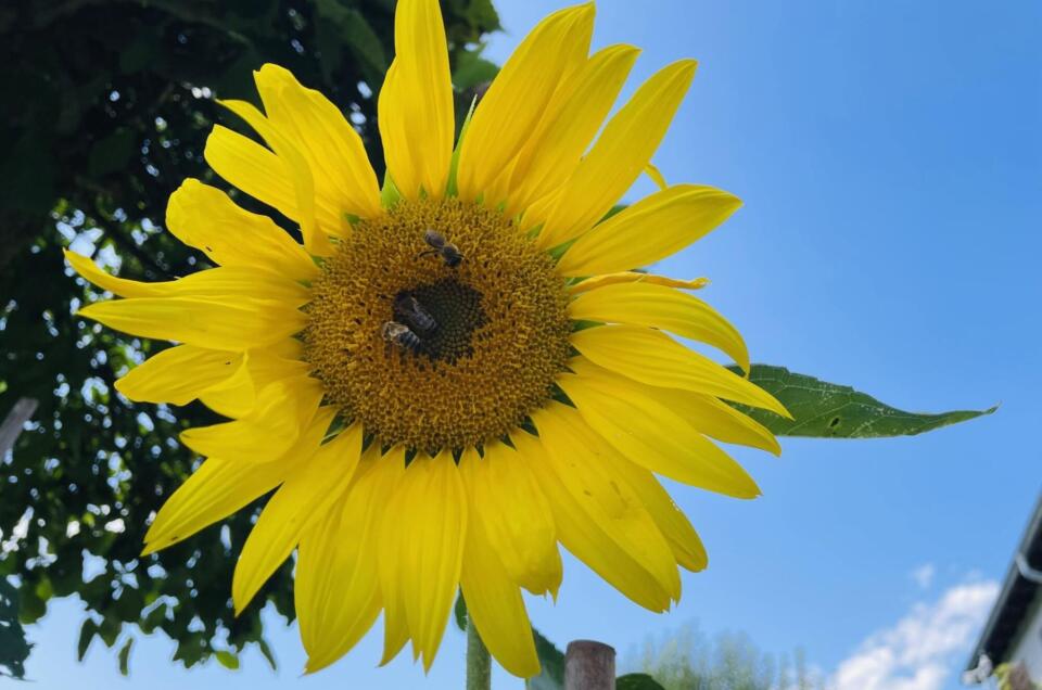 Systemischer Aufstellungstag – Die Kraft des Sommers